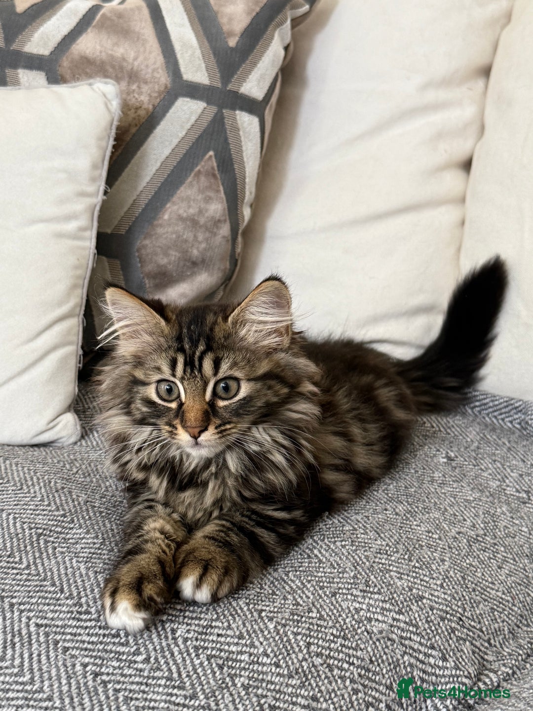 Siberian cats for sale: Lovely Siberian Mix kittens at Windsor Whiskers - Image 1