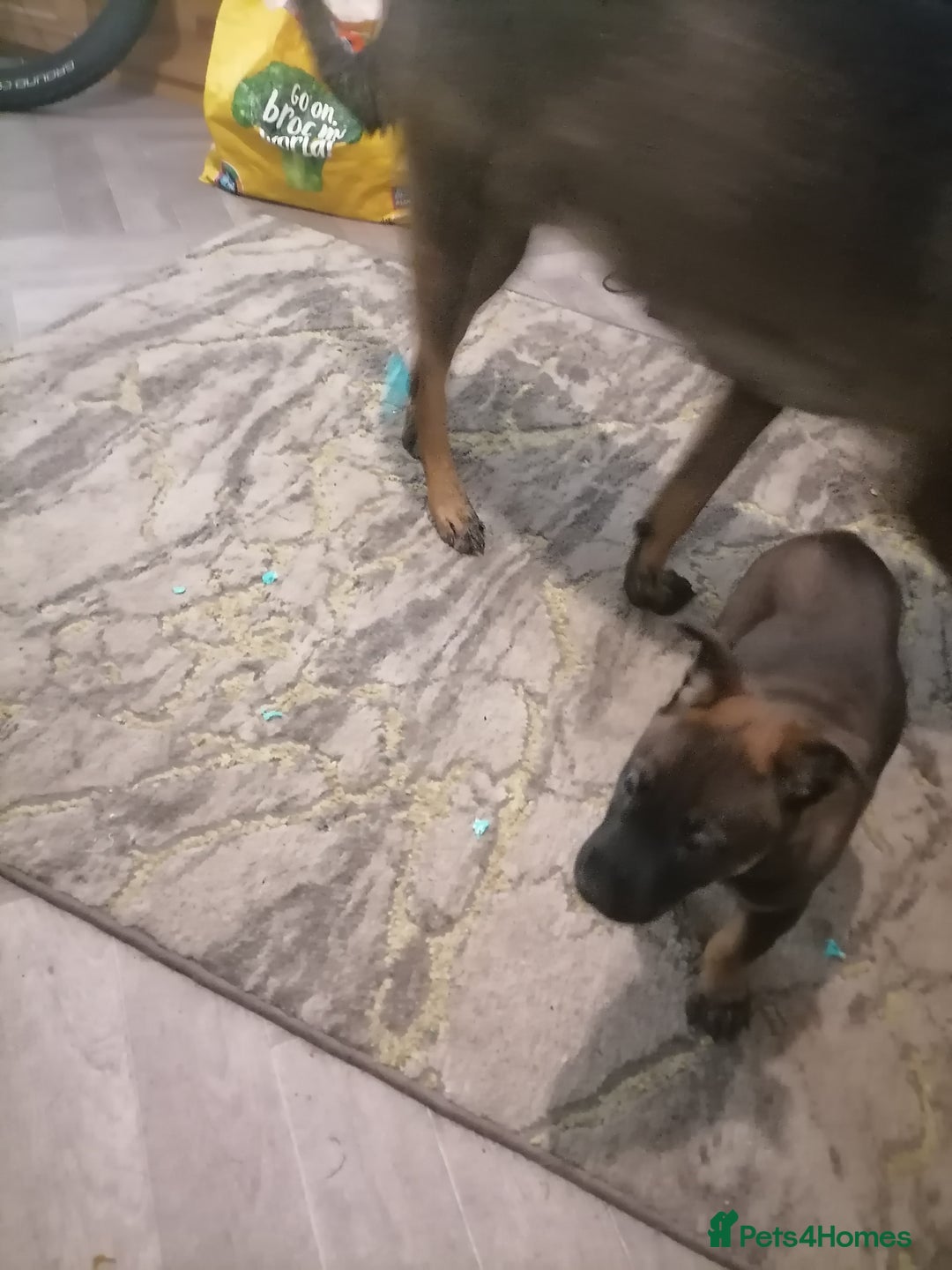 Belgian Shepherd Dog dogs for sale: Female Belgian malinois  - Image 6