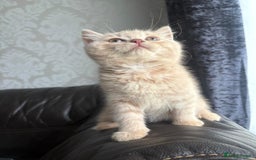 British Shorthair cats for sale: British shorthair kittens - Image 23