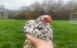 Ducks poultry for sale: Pekin Ducks, Pekin/Runner Ducks and Pekin Bantams - Advert 13
