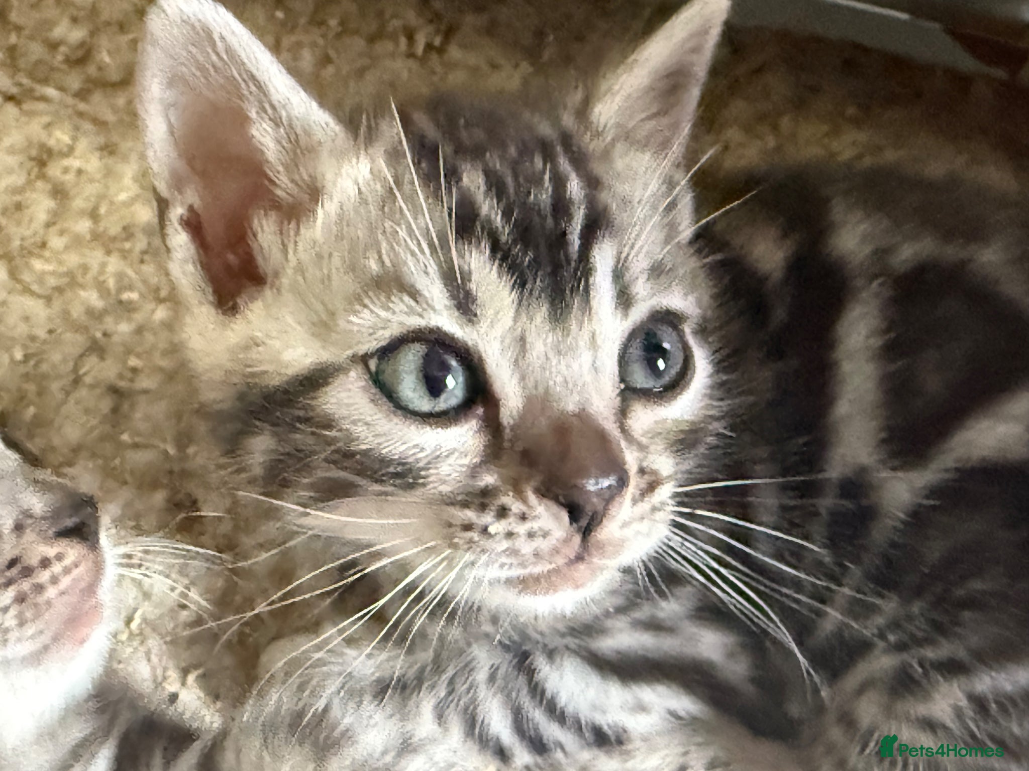 Bengal cats Rare Silver Grey Marbled Bengal TICA Kittens  - Advert 1
