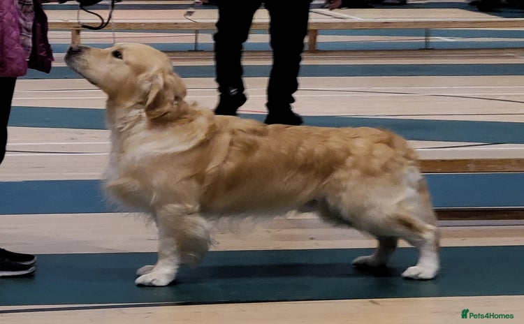Golden Retriever dogs in Conwy - Advert 4