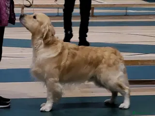 Golden Retriever dogs Cesarka Golden Retrievers in Conwy - Advert 18