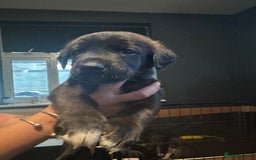 Mixed Breed dogs for sale: PLEASE READ!!! Doberman x American Akita puppies  - Image 10