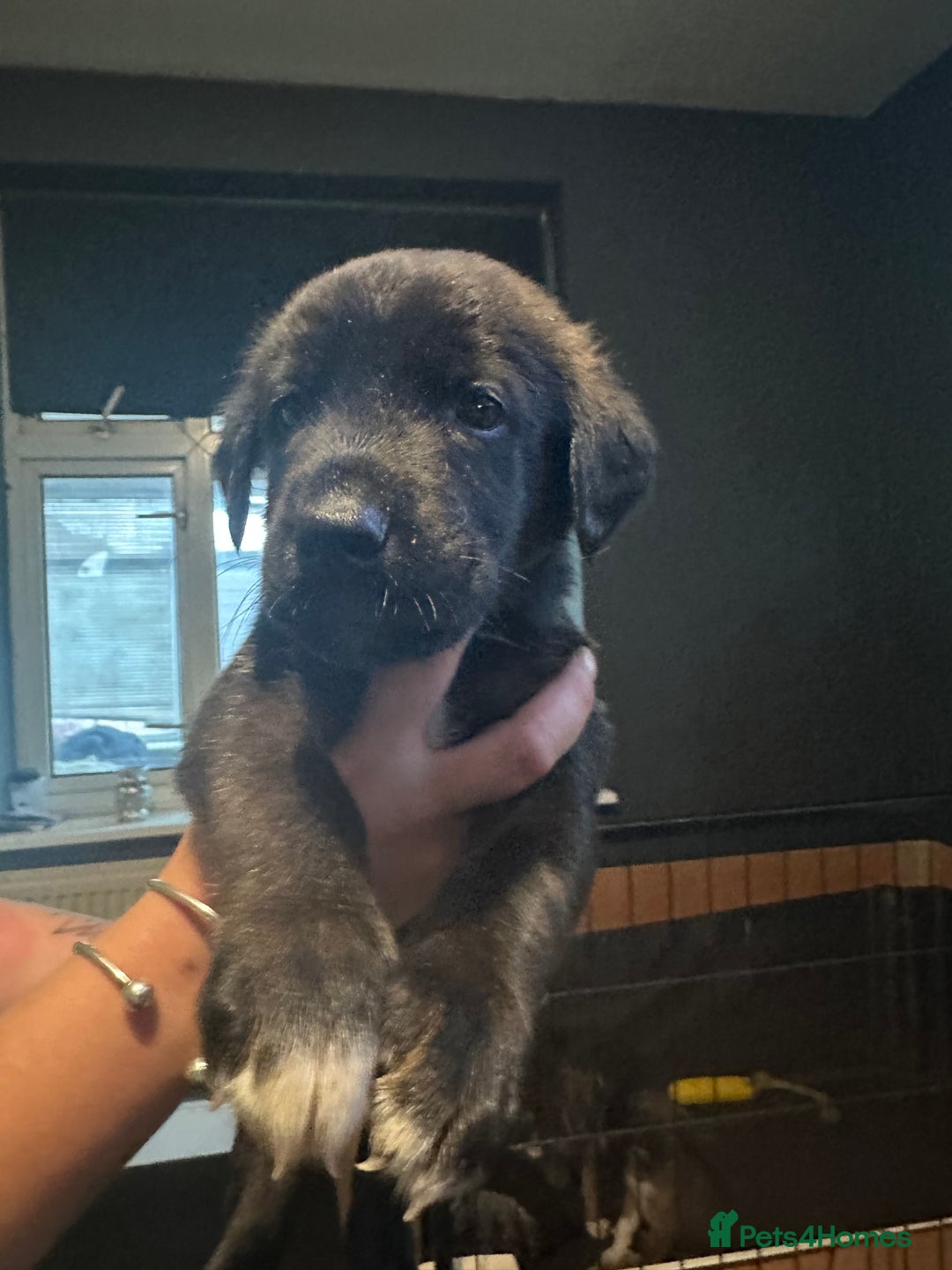 Mixed Breed dogs for sale: PLEASE READ!!! Doberman x American Akita puppies  - Image 10