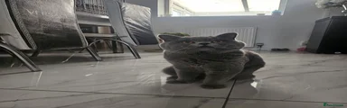 British Shorthair 1