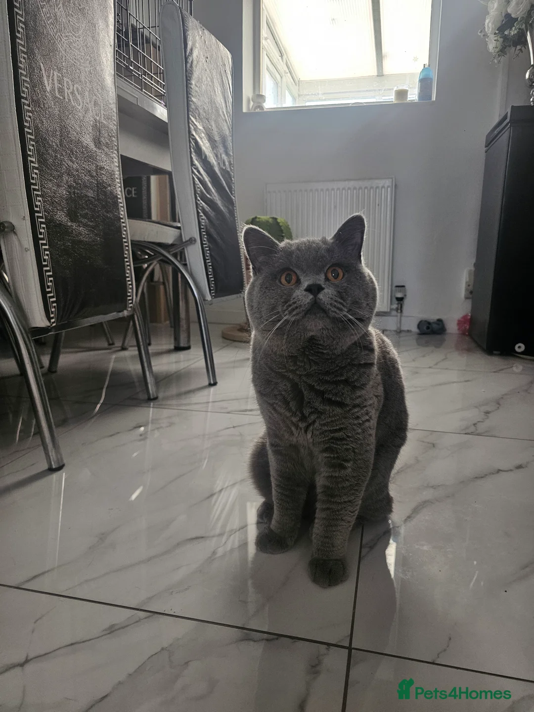 British Shorthair cats for sale: World champion blue british shorthair  - Advert 2