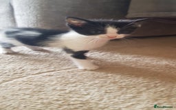 Mixed Breed cats for sale: 5 baby kittens for sale  in Renfrew - Image 21