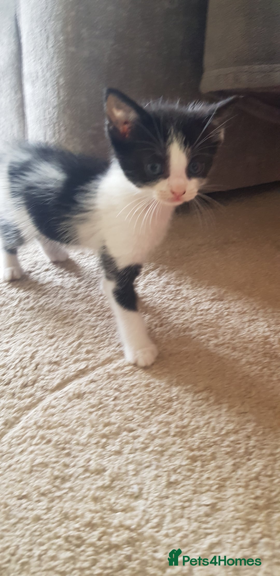 Mixed Breed cats for sale: 5 baby kittens for sale  in Renfrew - Image 21
