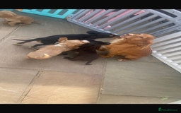 Cocker Spaniel dogs for sale: Beautiful Kc cocker spaniel  boys and girls  - Image 13