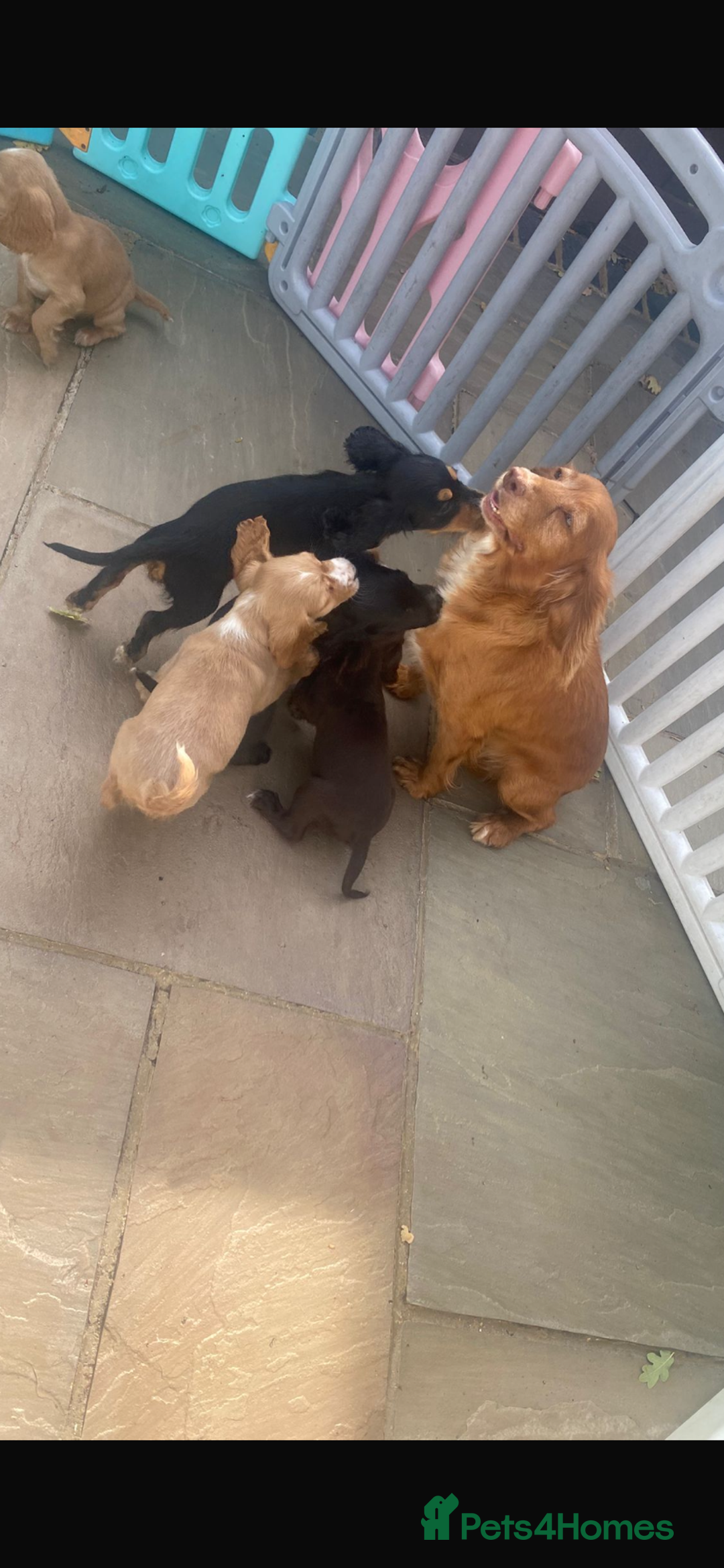 Cocker Spaniel dogs for sale: Beautiful Kc cocker spaniel  boys and girls  - Image 13