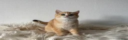 British Shorthair cats for sale: TICA Beautiful British Shorthair Kittens - Advert 5