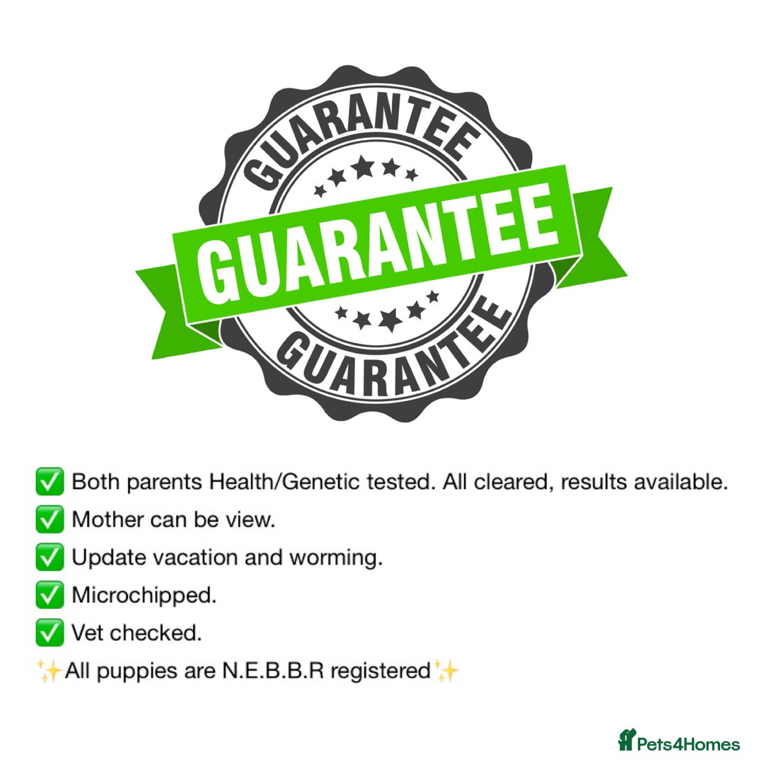 Olde English Bulldogge dogs for sale: Old English Bulldog PUPPIES 👀‼️ - Advert 7