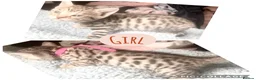 Bengal cats for sale: 3 beautiful kits - Advert 5