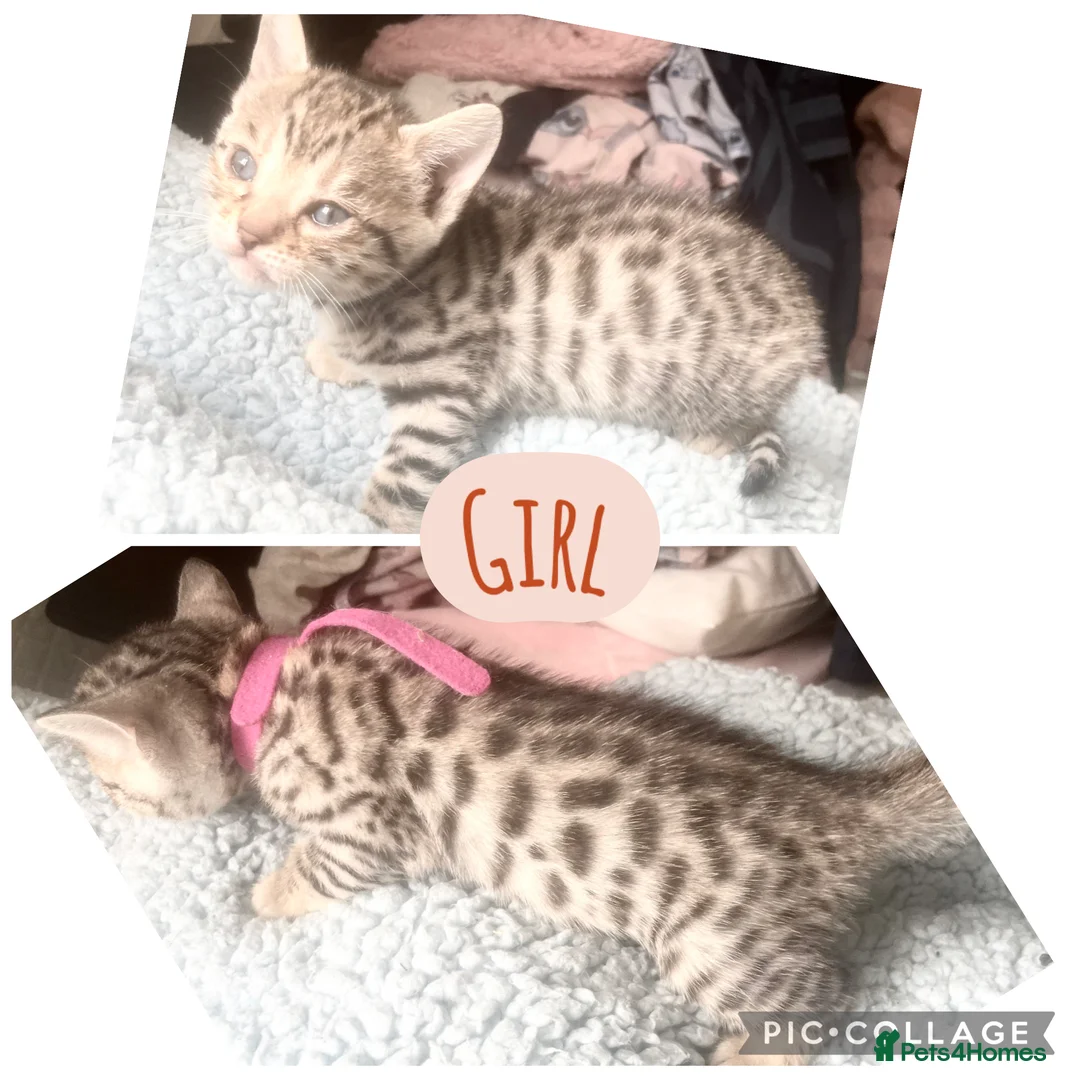 Bengal cats for sale: 3 beautiful kits - Advert 5