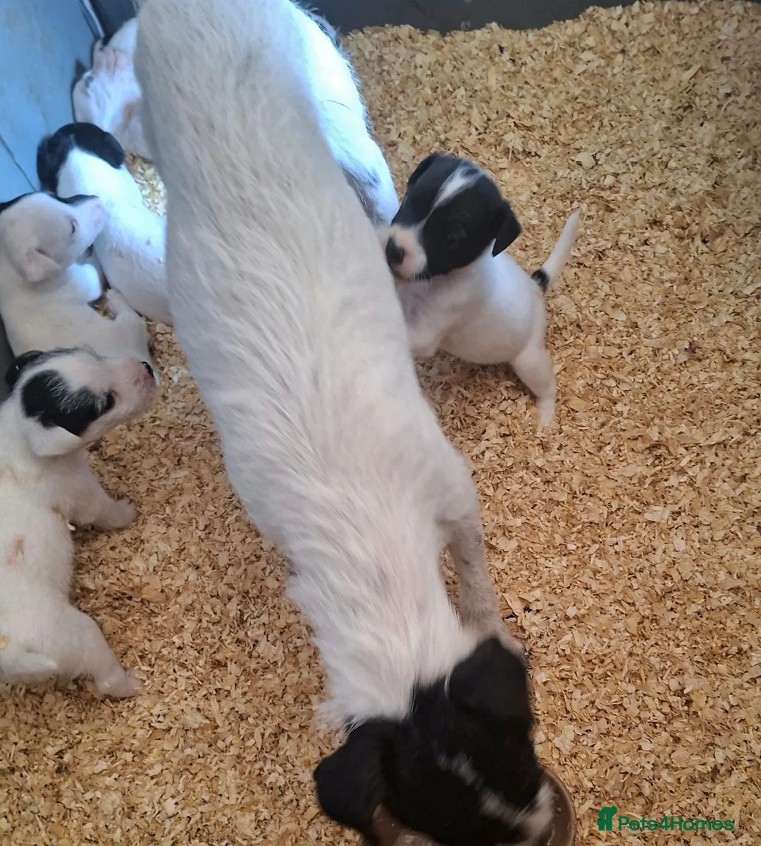 Jack Russell dogs for sale: Outstanding Jack Russel puppies - Advert 24