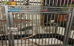 Lovebirds birds for sale: Two bonded lovebirds FOR SALE  - Image 5