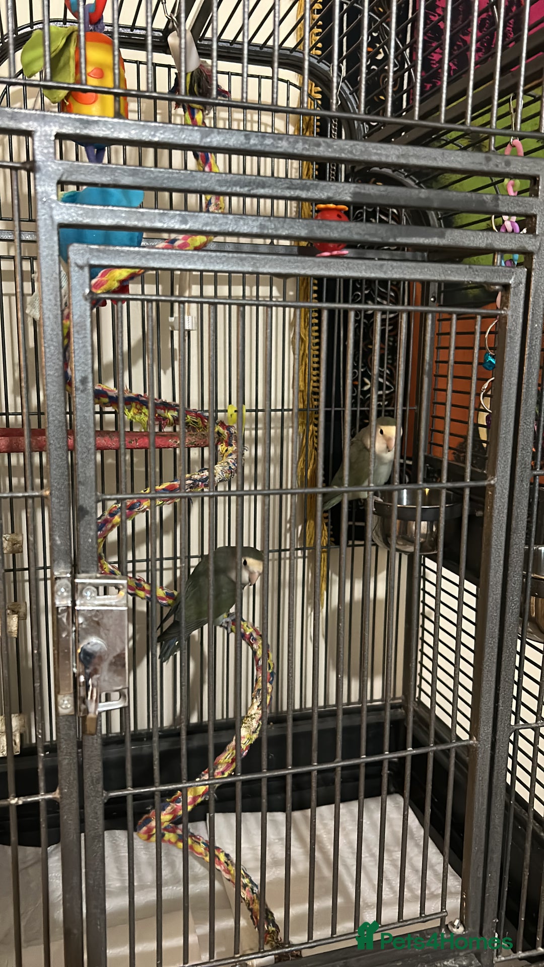 Lovebirds birds for sale: Two bonded lovebirds FOR SALE  - Image 5