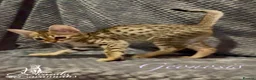 Savannah cats for sale: Young adult F3 female on active register  - Advert 4