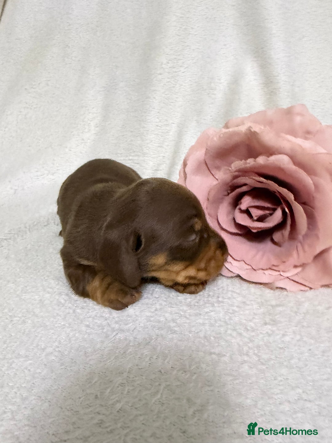 Miniature Dachshund dogs for sale: Stunning minature dachshunds  - Advert 15