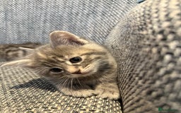 British Longhair cats for sale: Beautiful kittens by our stunning British longhair - Image 10