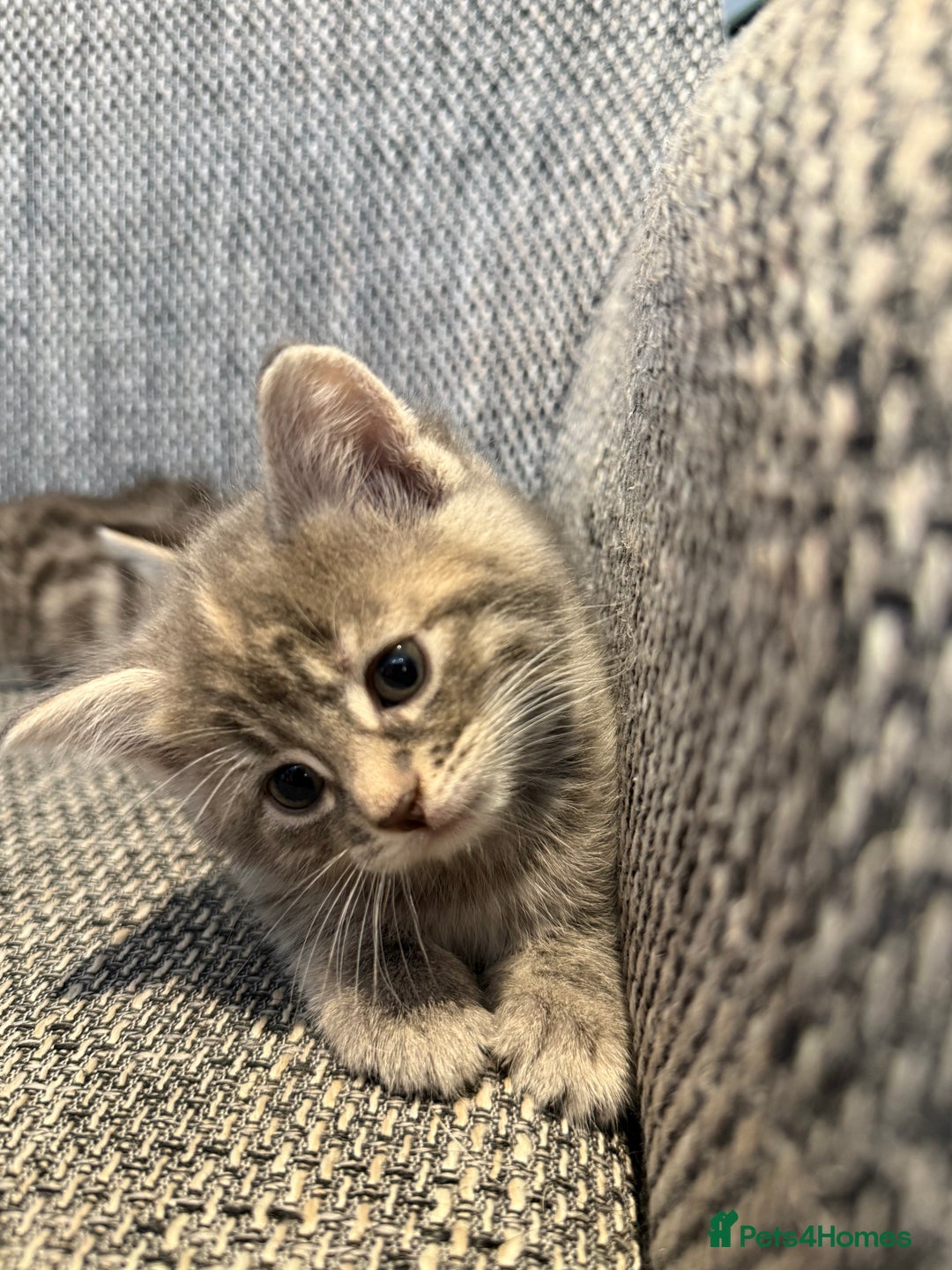 British Longhair cats for sale: Beautiful kittens by our stunning British longhair - Image 10