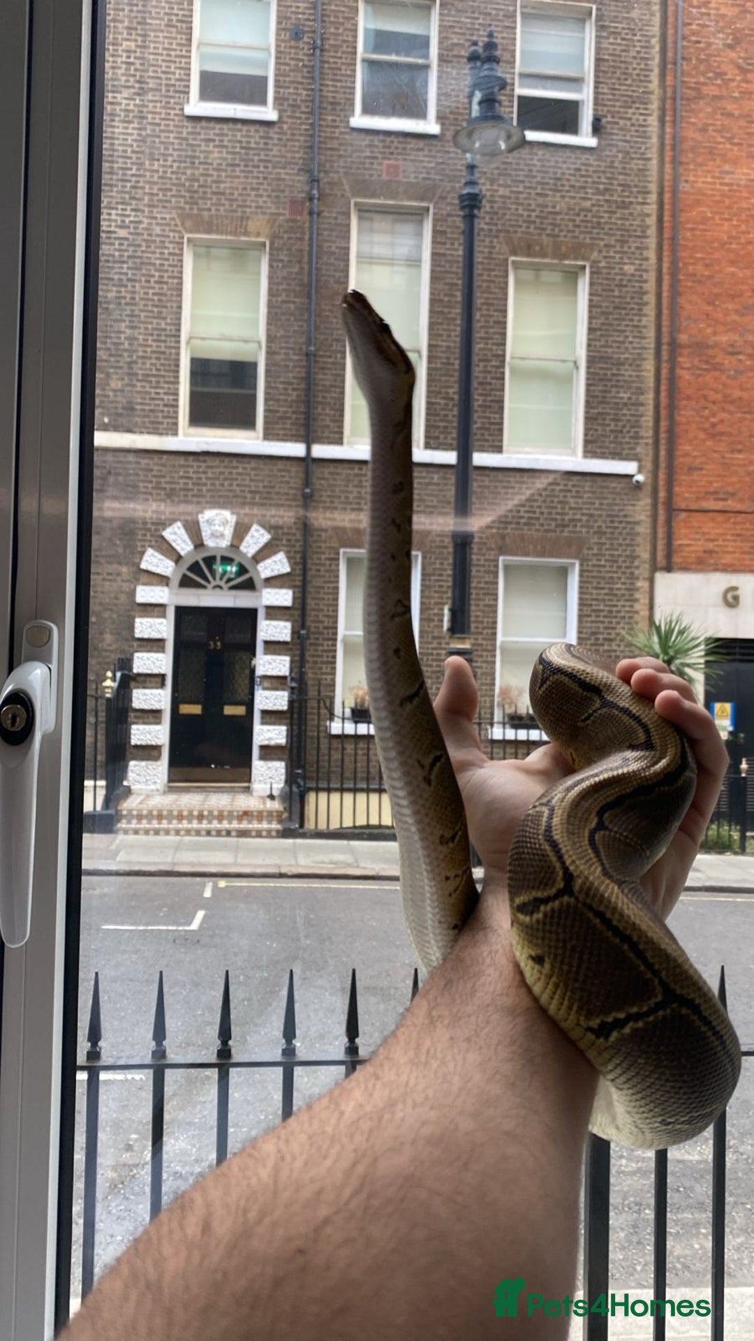 Python Snake reptiles for sale: Pinstripe Royal Python 100% Het Pied w/Full Setup - Advert 2