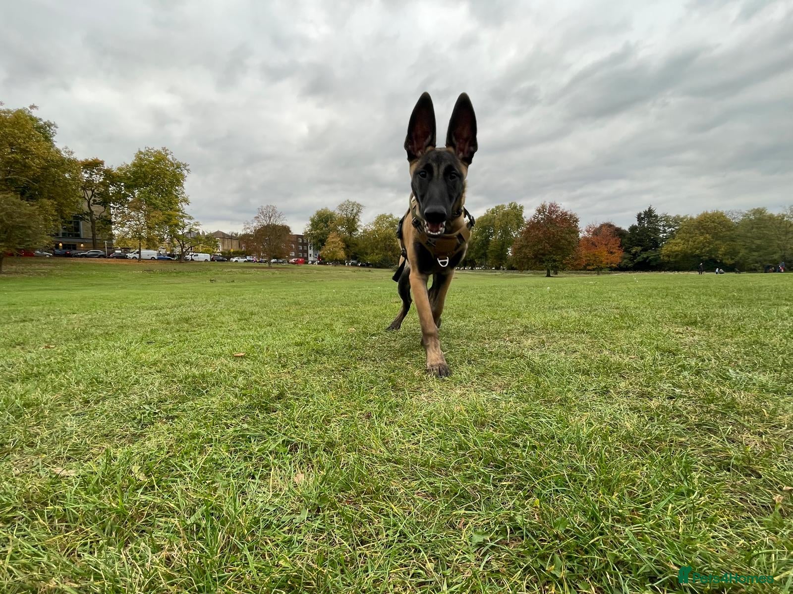 Belgian Shepherd Dog dogs Magnus-Intelligent Loyal and loving Malinois - Advert 1