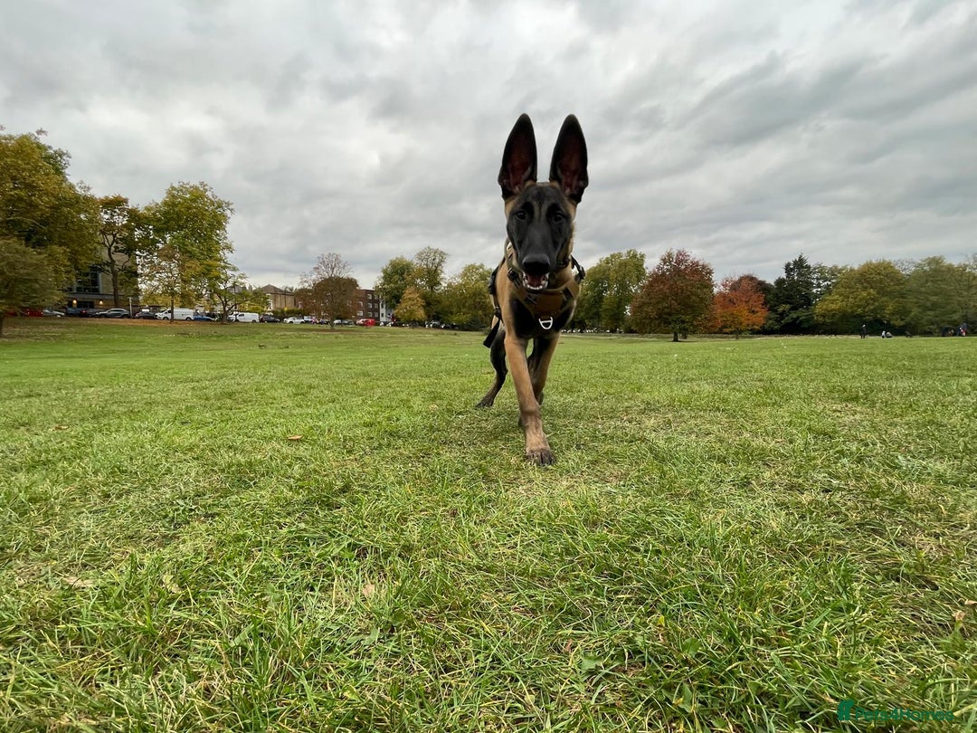 Belgian Shepherd Dog dogs for sale: Magnus-Intelligent Loyal and loving Malinois - Advert 1
