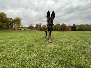 Belgian Shepherd Dog dogs Magnus-Intelligent Loyal and loving Malinois - Advert 7