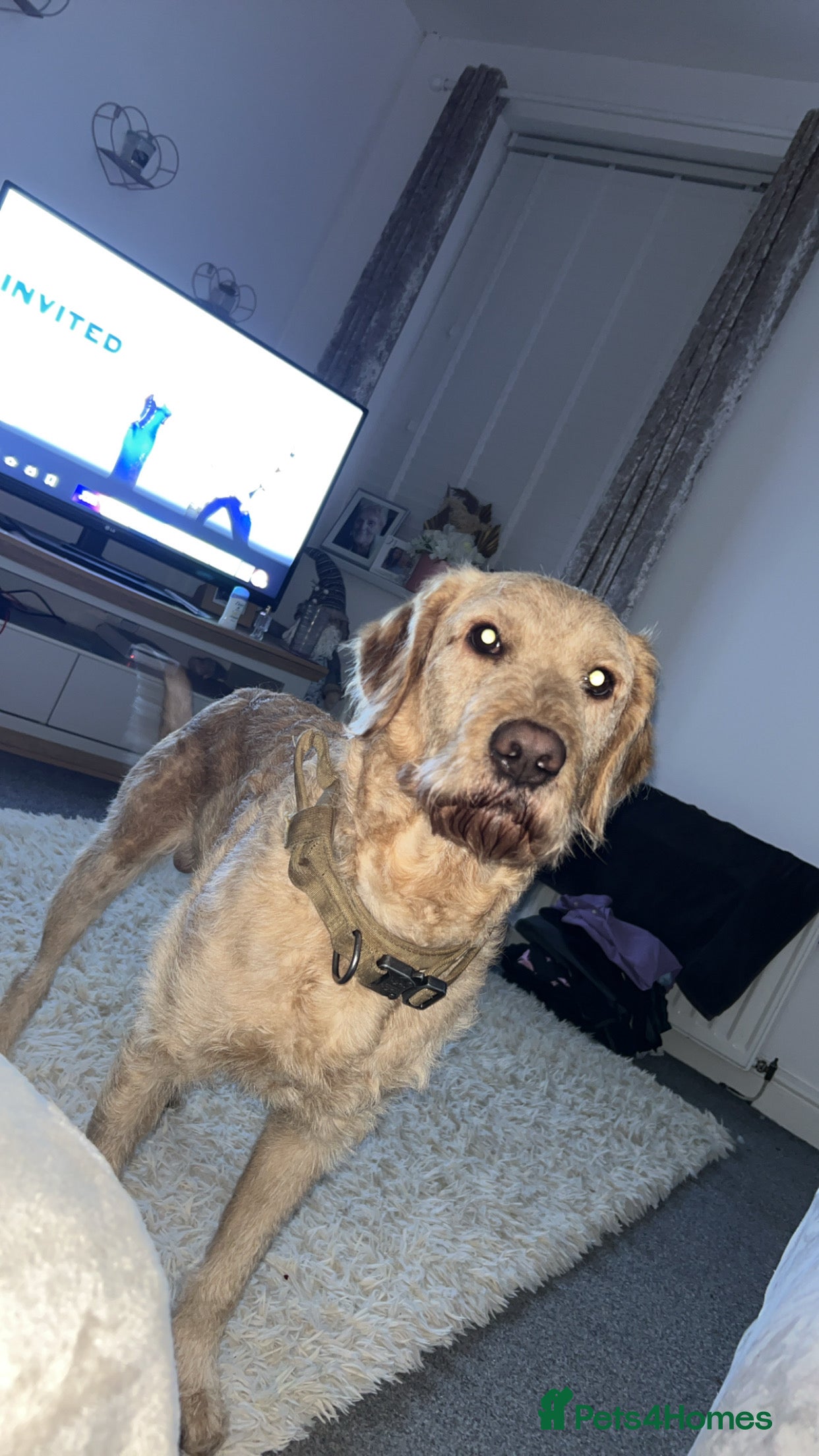 Labradoodle dogs Max parkin - Advert 1