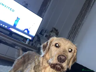 Labradoodle dogs Max parkin - Advert 1