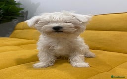 Bichon Frise dogs for sale: Small in weight and hight ,beautiful Toto is ready - Image 6