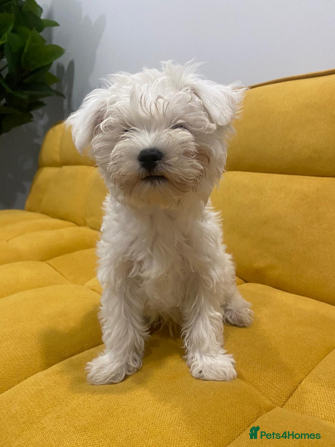 Bichon Frise dogs for sale: Small in weight and hight ,beautiful Toto is ready - Image 6