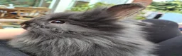 Lionhead rabbits for sale: Purebred Lionheads for sale - Advert 1
