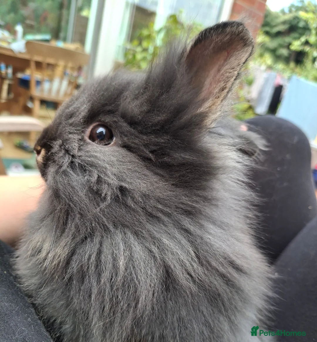 Lionhead rabbits for sale: Purebred Lionheads for sale - Advert 1