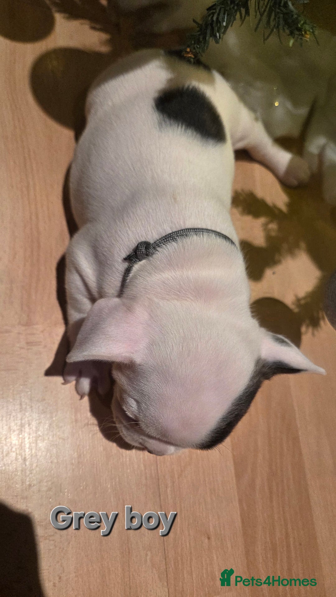 French Bulldog dogs for sale: Adorable French Bulldog puppies  - Advert 10