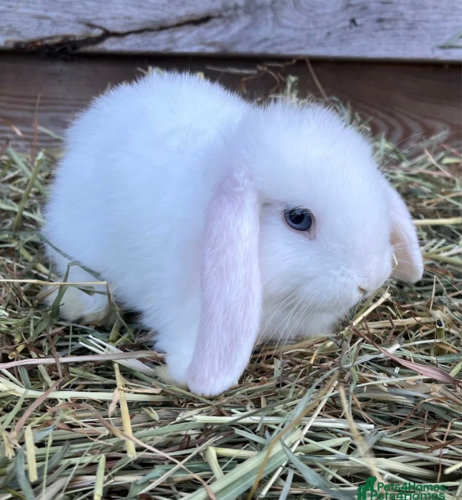Mini Lop rabbits white mini lop - Advert 1