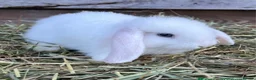 Mini Lop rabbits for sale: white mini lop in Peterborough - Advert 1
