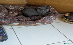British Shorthair cats for sale: REDUCED LAST 4 REMAINING! TICA BRITISH SHORTHAIRS - Image 15