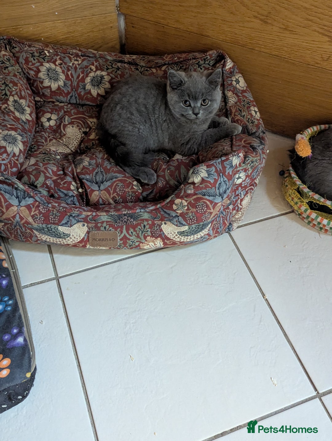 British Shorthair cats for sale: REDUCED LAST 4 REMAINING! TICA BRITISH SHORTHAIRS - Image 15