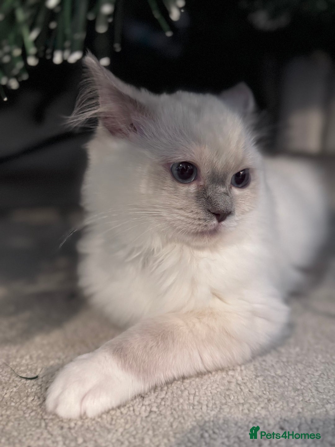 Ragdoll cats for sale: Ragdolls Kittens Blue and lilac  - Advert 9