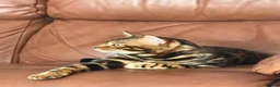 Bengal cats for sale: Beautiful TICA Registered Bengal - Advert 3