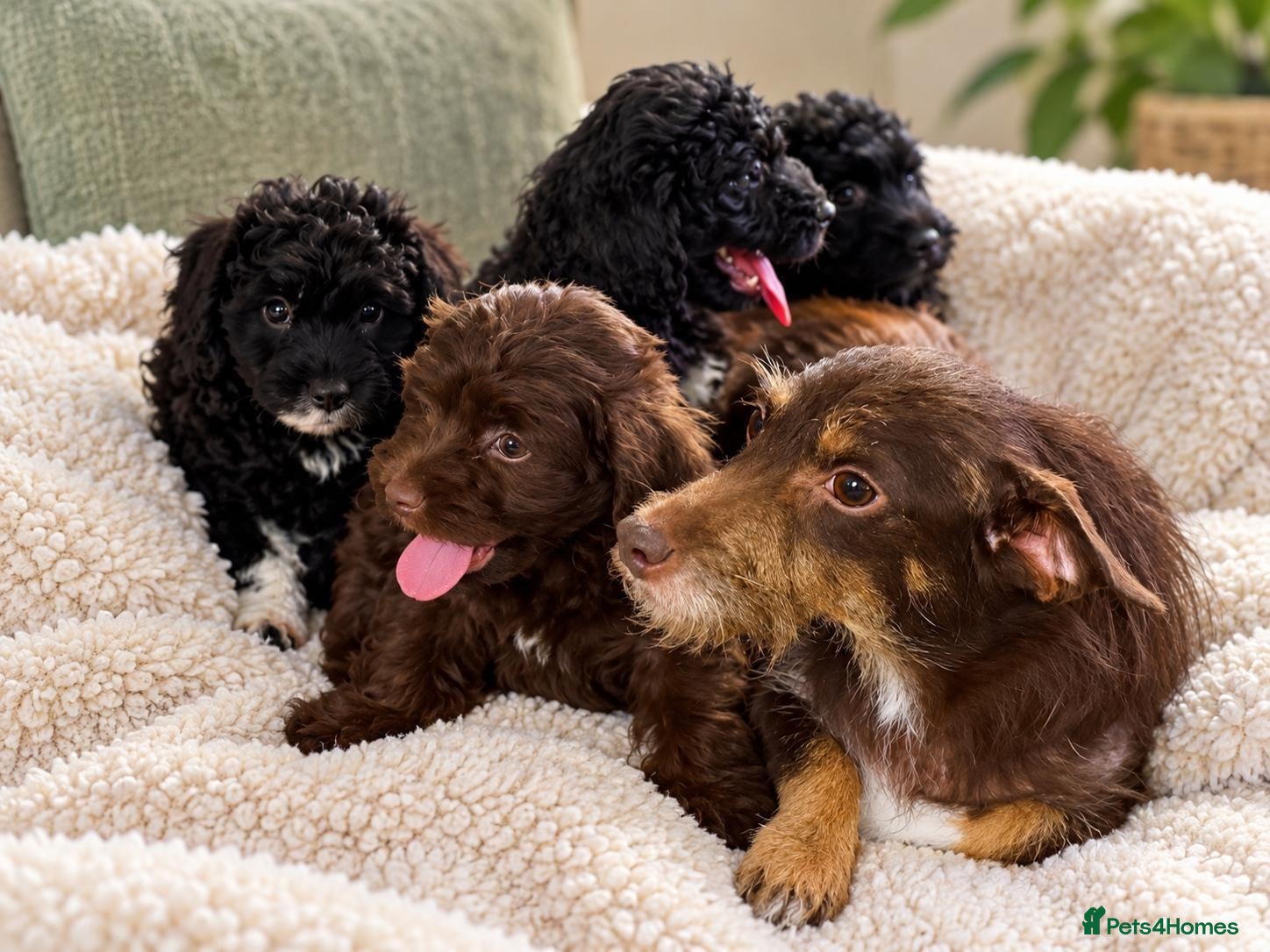 Jackapoo dogs *** Stunning Jackapoos Ready Now - Advert 1