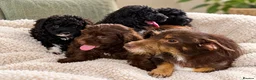Jackapoo dogs for sale: *** Stunning Jackapoos Ready Now - Advert 1