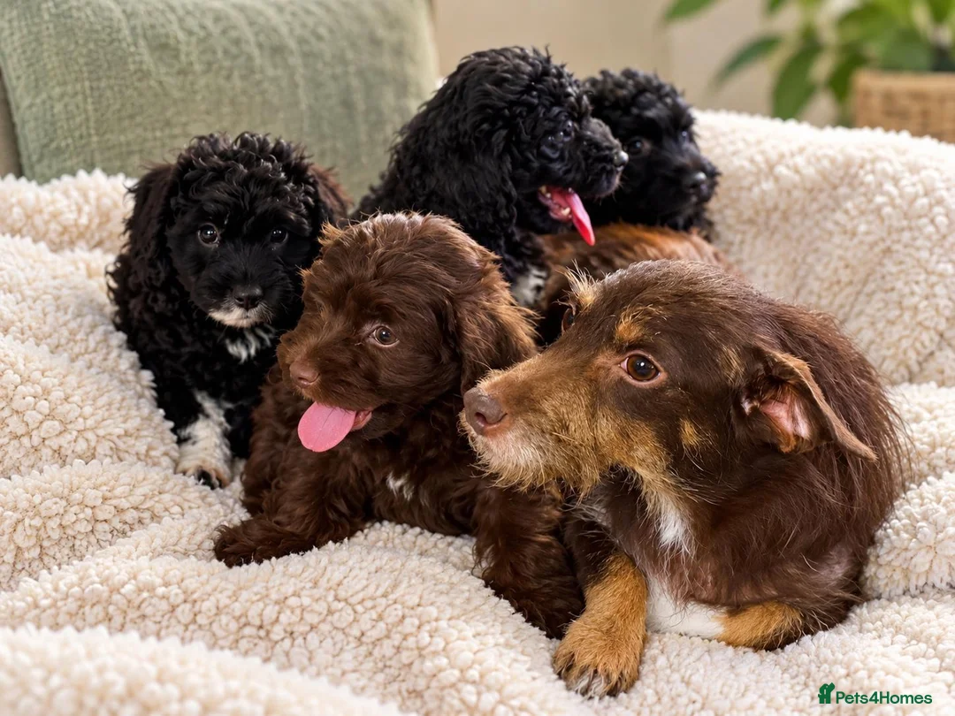 Jackapoo dogs for sale: *** Stunning Jackapoos Ready Now - Advert 1