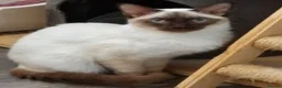 Ragamese cats for sale: Chocolate Point Ragamese Boys - Advert 7