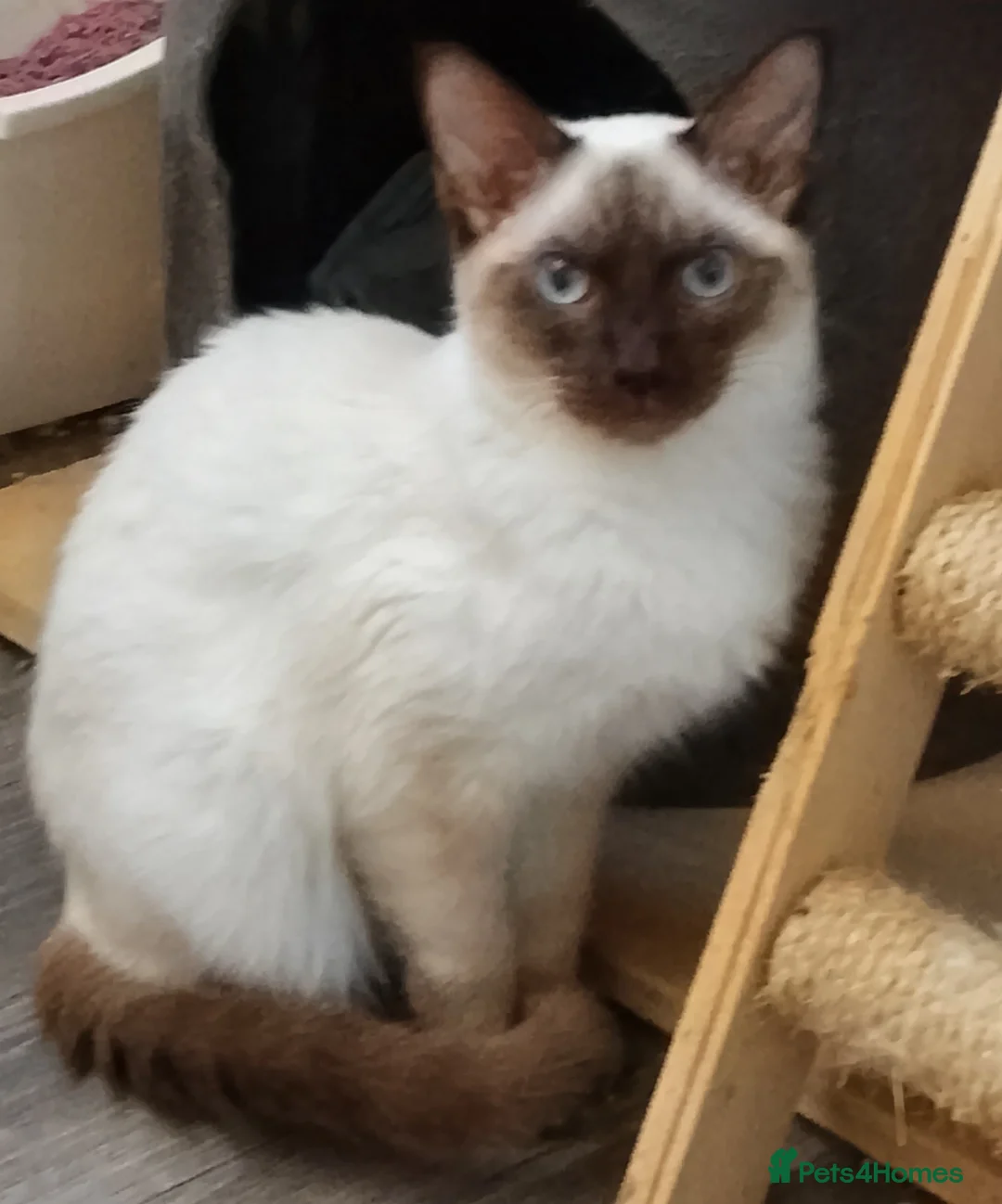 Ragamese cats for sale: Chocolate Point Ragamese Boys - Advert 7