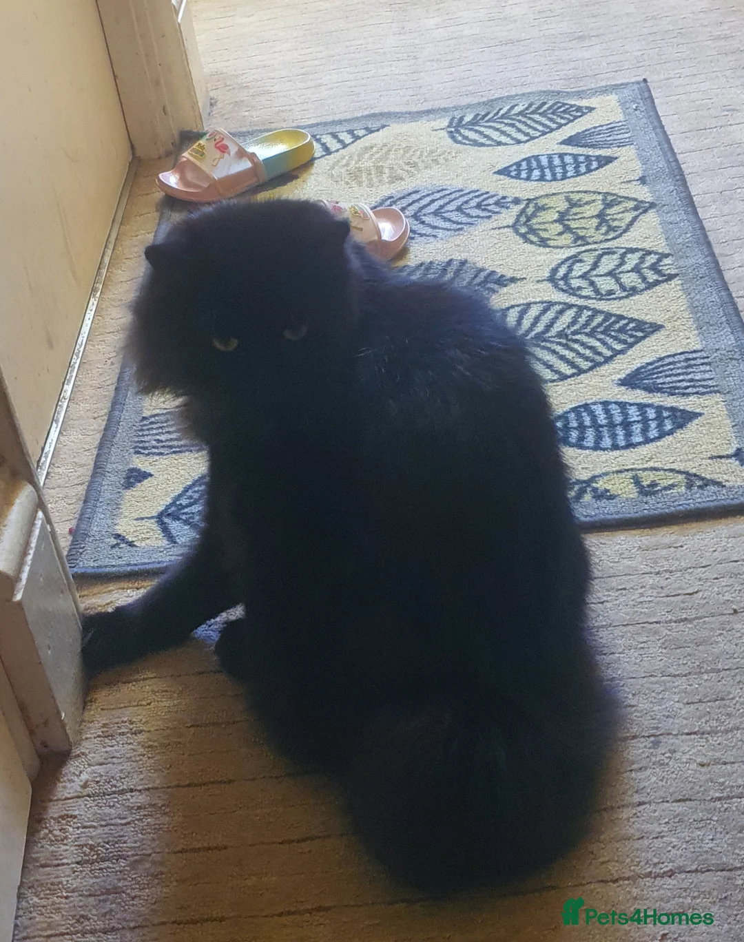 Domestic Shorthair cats for sale: General Information About Pet in Reading - Advert 2