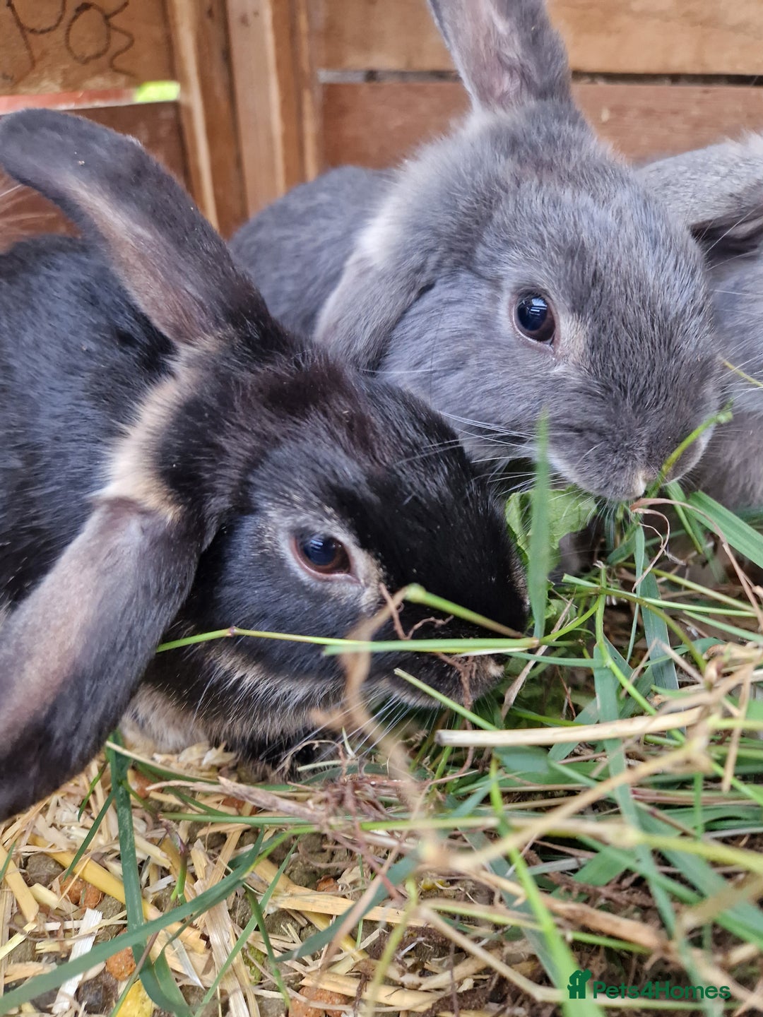 Mini Lop rabbits for sale:  Baby Mini Lop Rabbits - 11 weeks - black/grey - Image 1